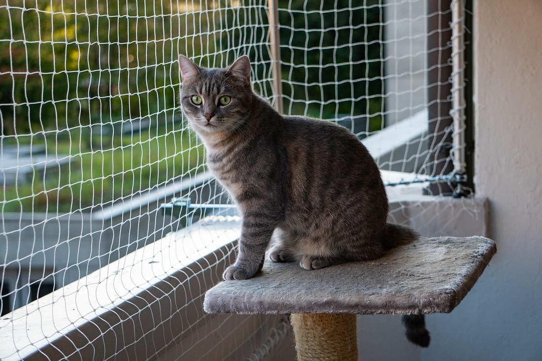 Haustier sitzt vor Balkonnetz für Katzen 