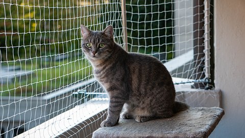 Haustier sitzt vor Balkonnetz für Katzen  - Foto: iStock/ Simona Weber