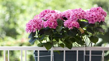 Welche Balkonpflanzen eignen sich für welchen Standort? - Foto: Kursad / iStock