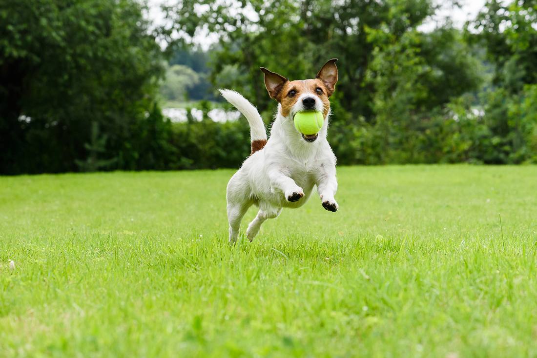 Ballwurfmaschine Hunde Ballwurfmaschine Hunde