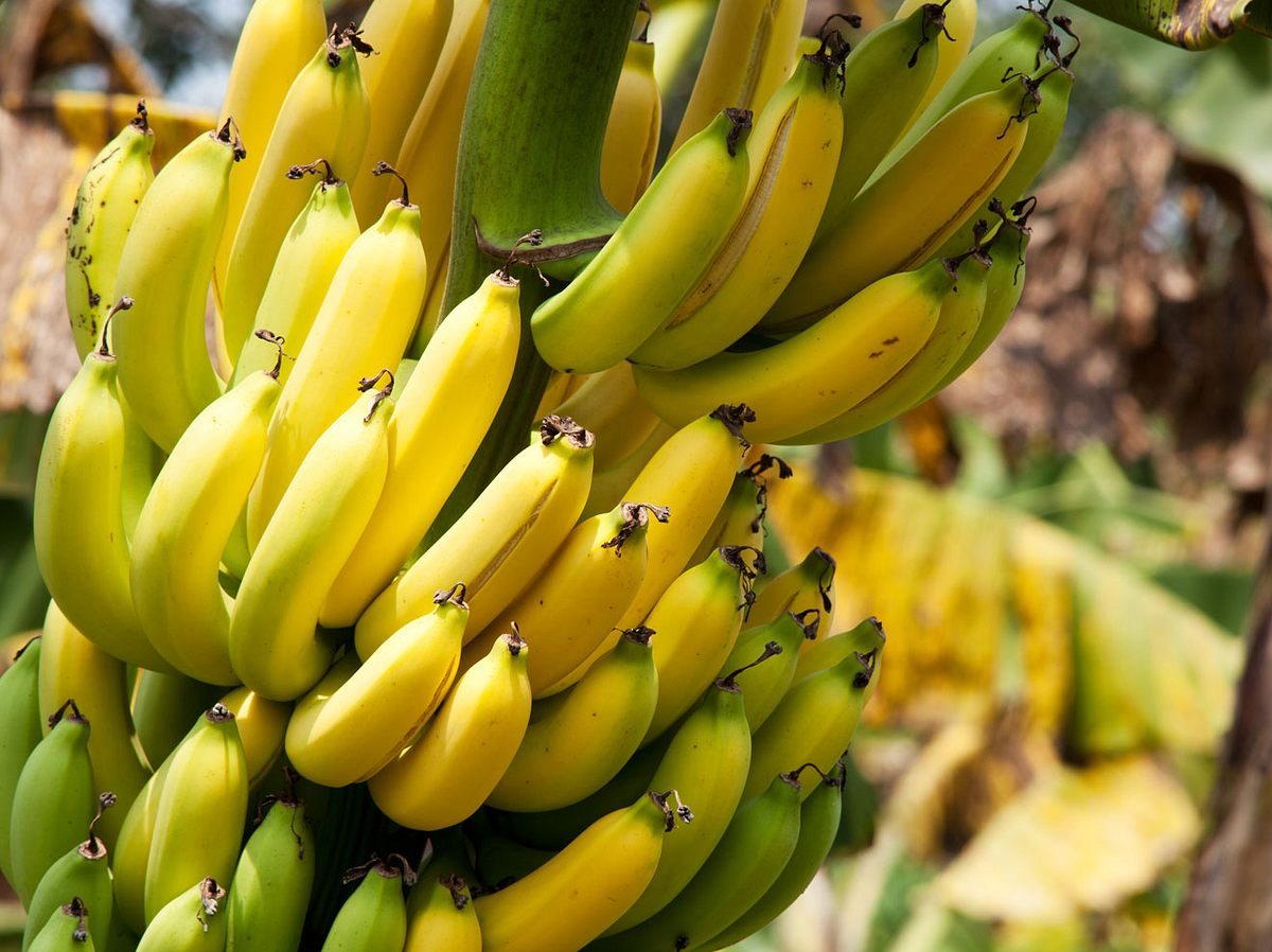 Bananen-Plantagen in Kolumbien sind von einem aggressiven Pilz befallenen. 