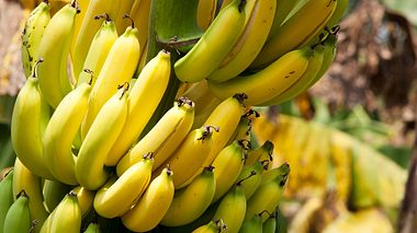 Bananen-Plantagen in Kolumbien sind von einem aggressiven Pilz befallenen.  - Foto: pressdigital / iStock
