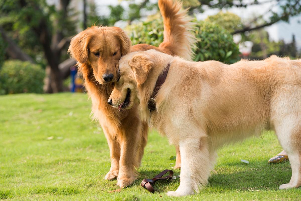 Bandwürmer Hund