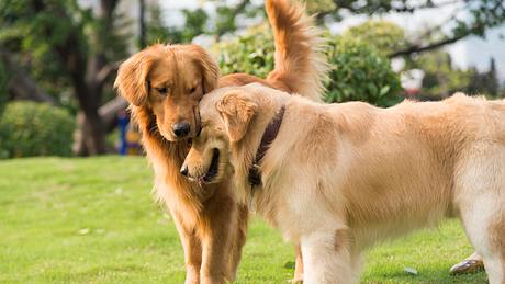 Bandwürmer Hund - Foto: chendongshan / iStock