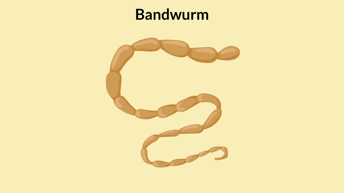 Bandwürmer Hund