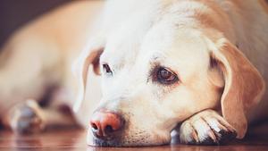 Labrador liegt schlapp auf dem Boden. - Foto: Chalabala / iStock