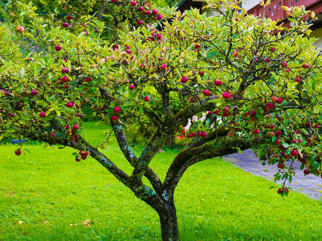 Apfelbaum im Garten. 