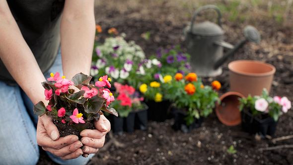 Begonien einpflanzen in den Garten - Foto: Liliboas / iStock