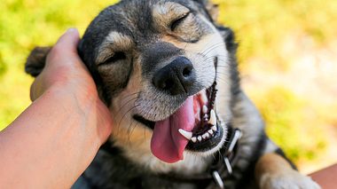 Beliebteste Hundenamen 2018 - Foto: Nataba / iStock