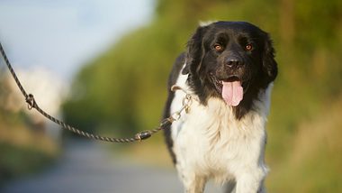 Ein Hund an der Leine - Foto: istock/Chalabala