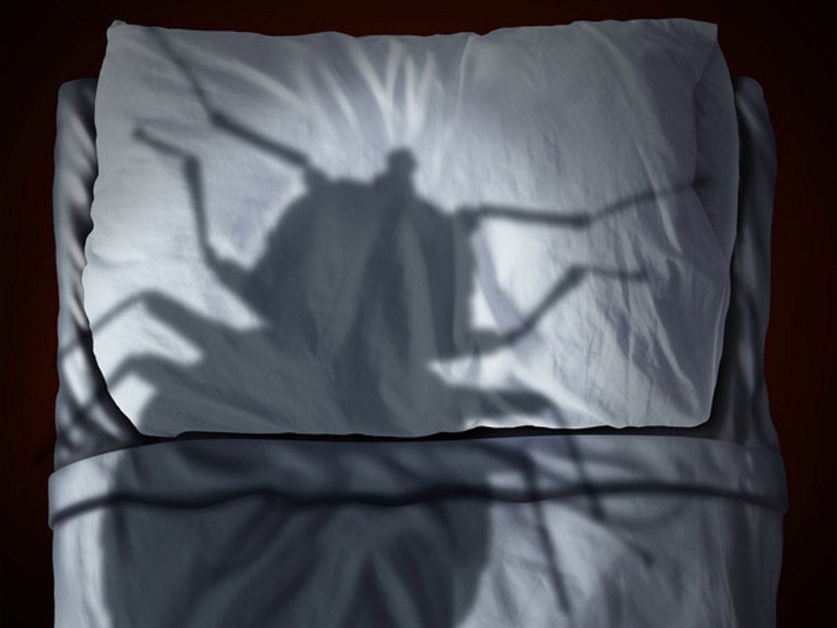 Bettwanzen: Das können Sie gegen die Schädlinge tun