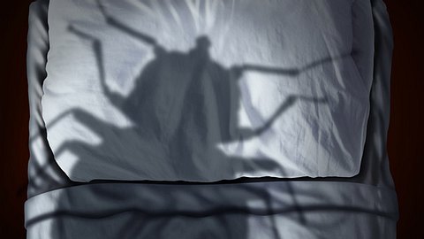 Bettwanzen: Das können Sie gegen die Schädlinge tun - Foto: Wildpixel / iStock