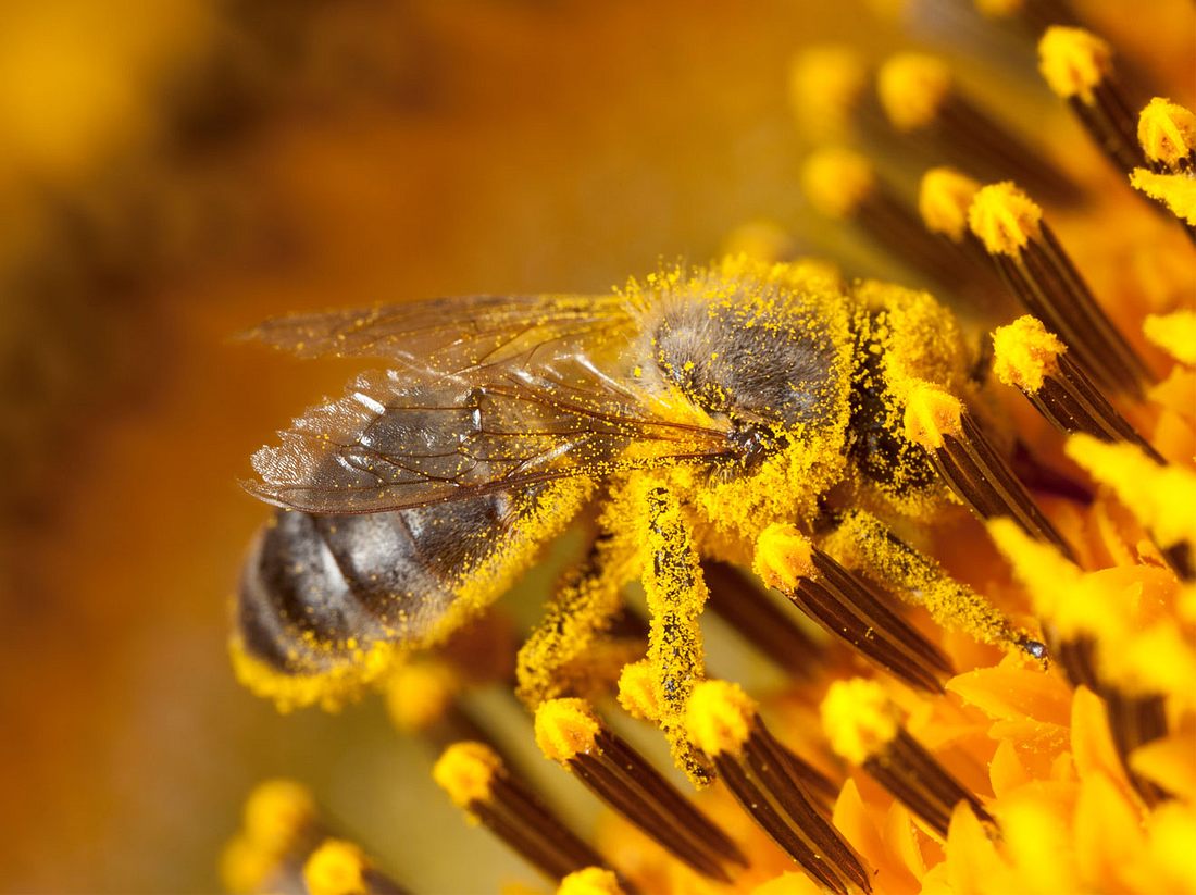 32+ Bienen sprueche kurz , BienenVolksbegehren &quot;Rettet die Bienen&quot; in Bayern kurz vor dem Ziel Liebenswert Magazin