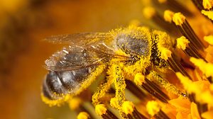 Bienen-Volksbegehren in Bayern - Foto: JLGutierrez / iStock