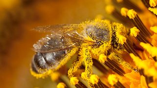 Bienen-Volksbegehren in Bayern - Foto: JLGutierrez / iStock
