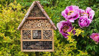Bienenhotel bauen für Garten und Balkon - Foto: iStock/fotomem 