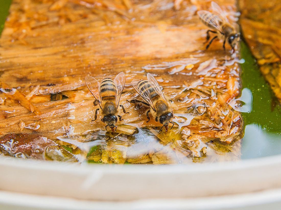 Bienentränke selber bauen