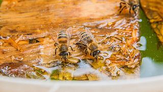 Bienentränke selber bauen - Foto: kostik2photo / iStock