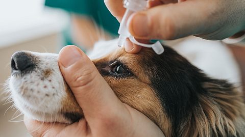 Bindehautentzündung beim Hund - Foto: skynesher / iStock