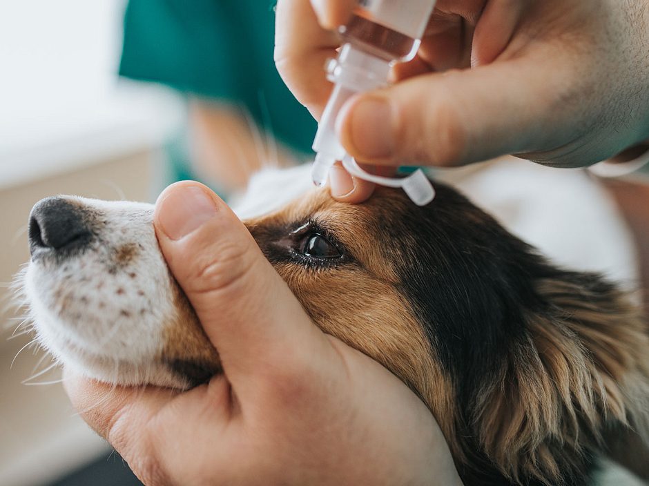 Bindehautentzündung beim Hund erkennen, behandeln und vorbeugen