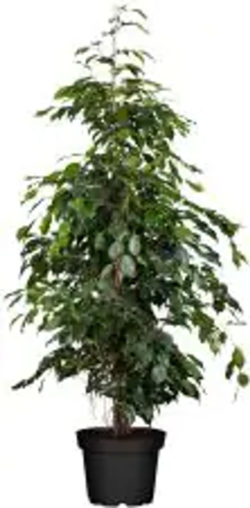 Birkenfeige Ficus Benjamina H ca. 95 cm