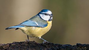 Blaumeise  - Foto: stefbennett / iStock