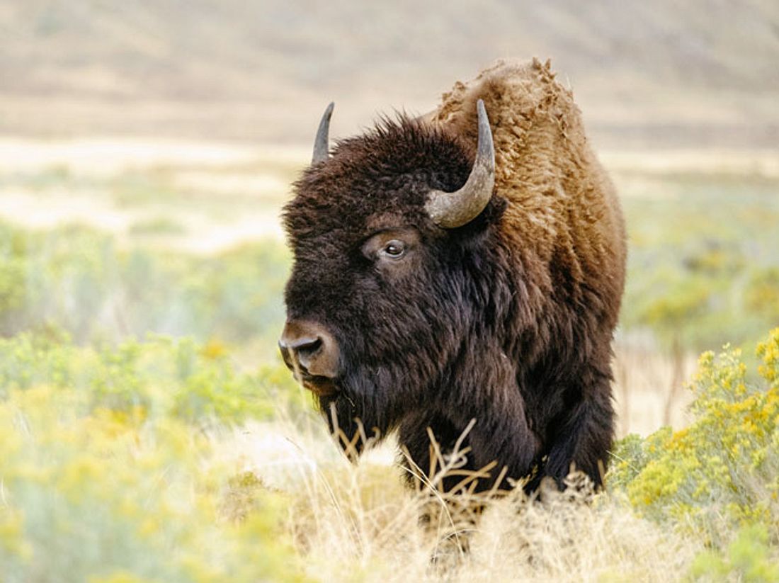 Das blinde Bison Helen hat eine ganz besondere Freundschaft geschlossen. Das blinde Bison Helen hat eine ganz besondere Freundschaft geschlossen.