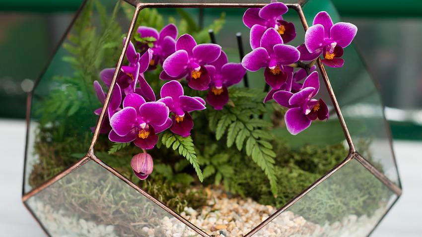 Orchideen sind blühende Zimmerpflanzen - Foto: istock/KseniaMay