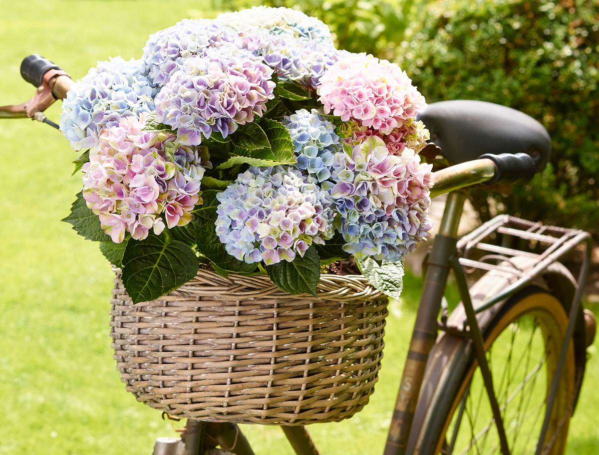 Fahrrad mit Blumenkorb.
