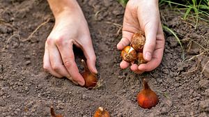 Worauf sollte ich beim Pflanzen von Blumenzwiebeln achten? - Foto: OlgaPonomarenko / iStock