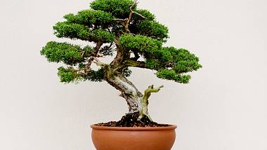 Bonsai-Baum in der Schale: Tipps zur Pflege für Einsteiger - Foto: vkbhat / iStock
