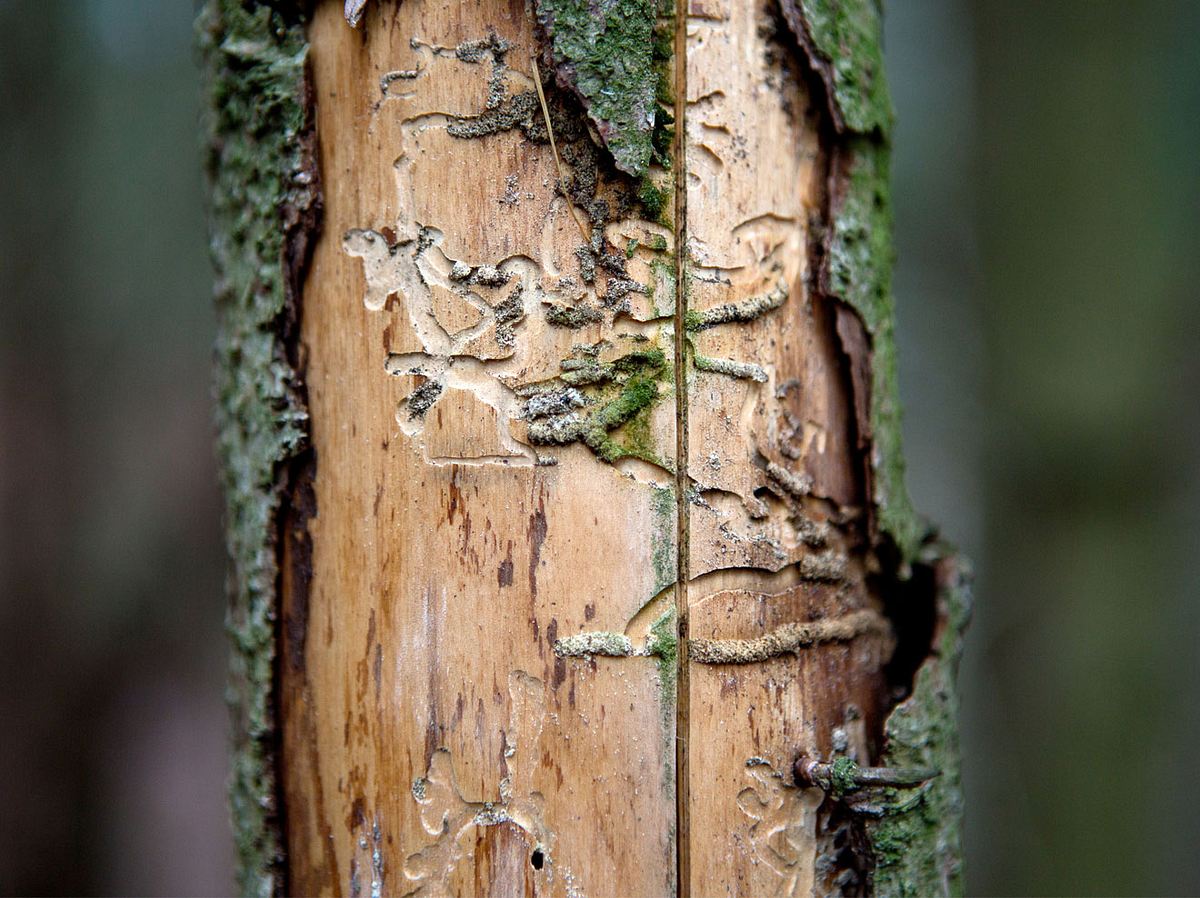 Brutsystem eines Borkenkäfers