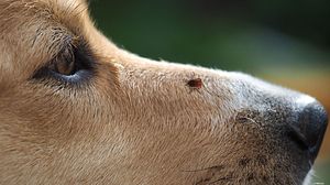 Borreliose beim Hund - Foto: kozorog / iStock