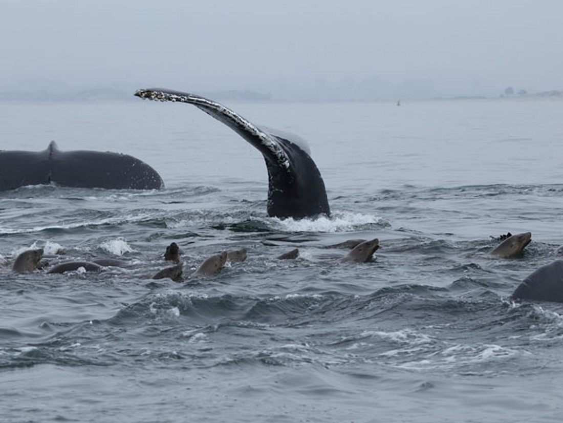 Buckelwale schützen Robben vor Orca-Angriffen