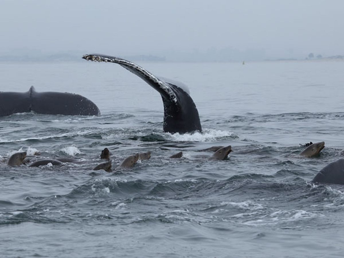 Buckelwale schützen Robben vor Orca-Angriffen