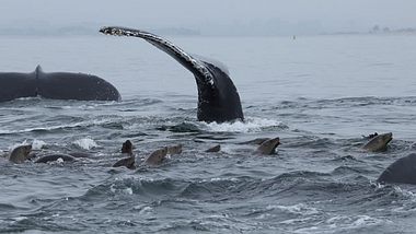 Buckelwale schützen Robben vor Orca-Angriffen - Foto: schmez / iStock