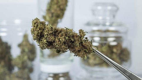 Zahl der Cannabis-Verordnungen stark gestiegen