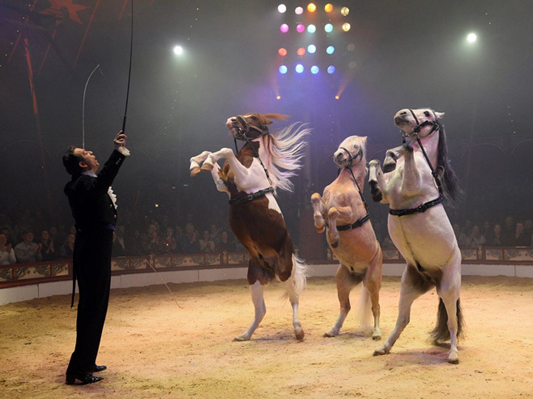 Ab 2018 gibt es keine Tier-Nummern mehr im Circus Roncalli. Ab 2018 gibt es keine Tier-Nummern mehr im Circus Roncalli.