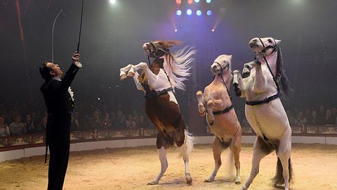 Ab 2018 gibt es keine Tier-Nummern mehr im Circus Roncalli.  - Foto: PR Circus Roncalli, Bertrand Guay