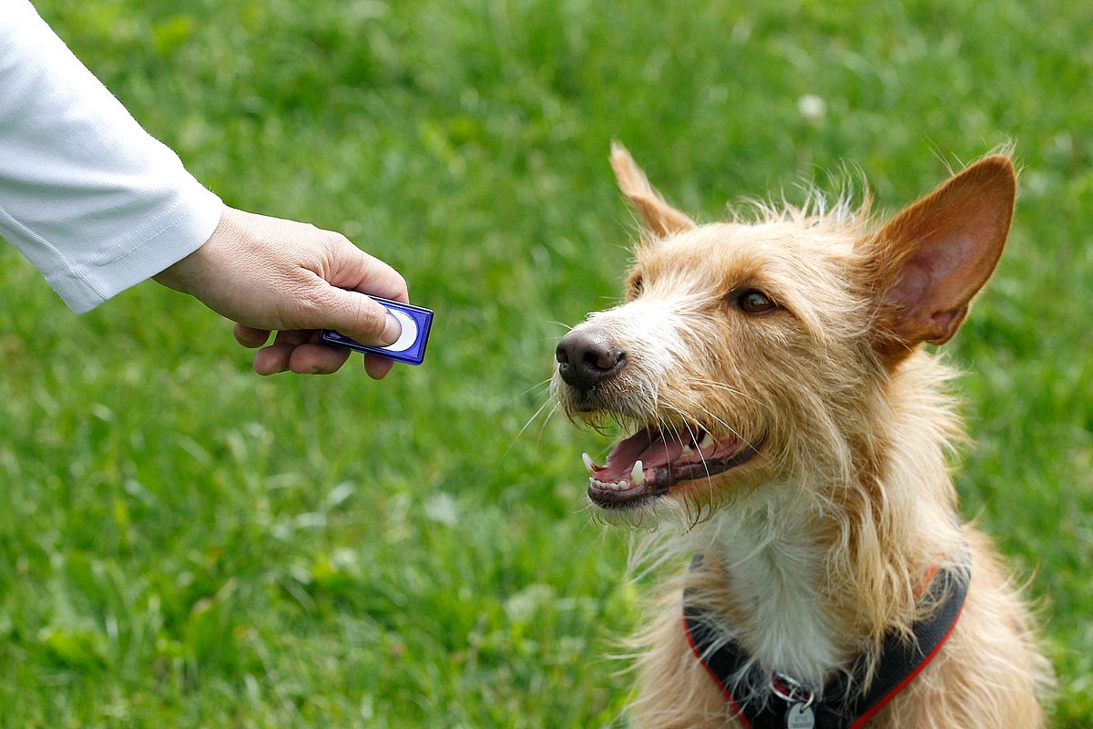 Das Geräusch des Clickers signalisiert dem Hund, dass er es etwas richtig macht. 