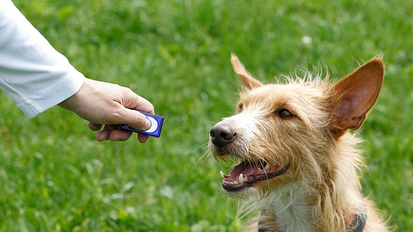 Das Geräusch des Clickers signalisiert dem Hund, dass er es etwas richtig macht.  - Foto: Agency-Animal-Picture/Getty Images