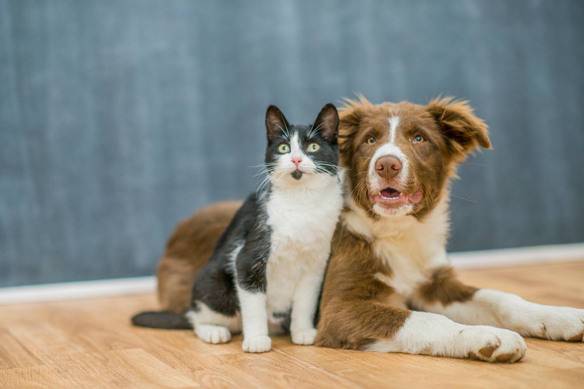 Inwieweit betrifft das Coronavirus Haustiere wie Hunde und Katzen?