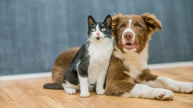 Inwieweit betrifft das Coronavirus Haustiere wie Hunde und Katzen? - Foto: FatCamera / iStock