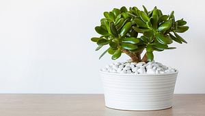 Crassula ovata - Foto: iStock / OlgaMiltsova