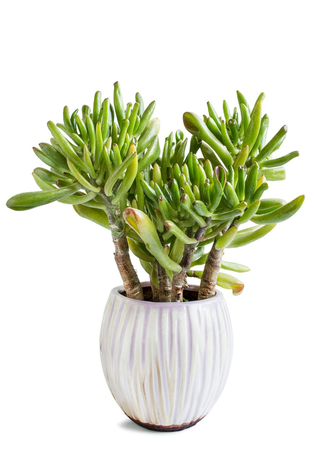 Crassula ovata Hobbit’