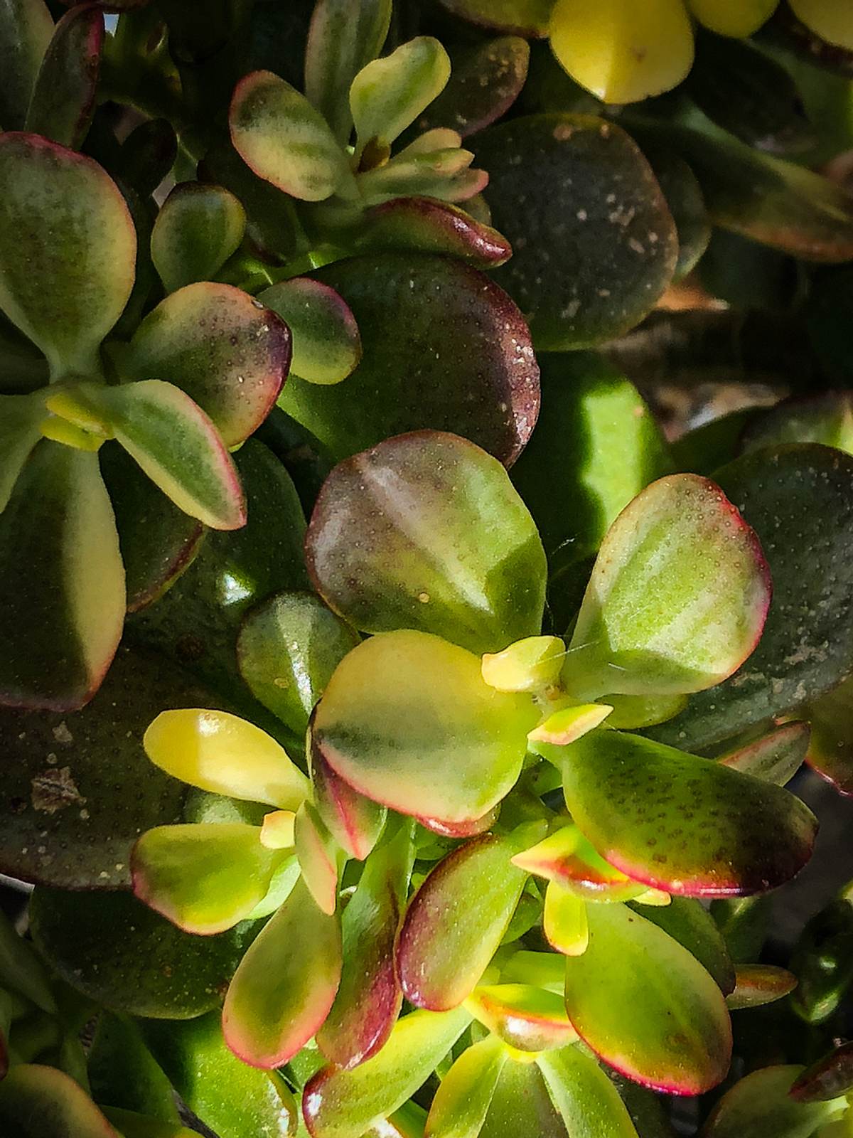 Crassula Ovata Tricolor’