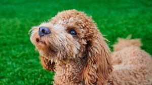 Cushing Syndrom beim Hund - Foto: IMAGO / CHROMORANGE