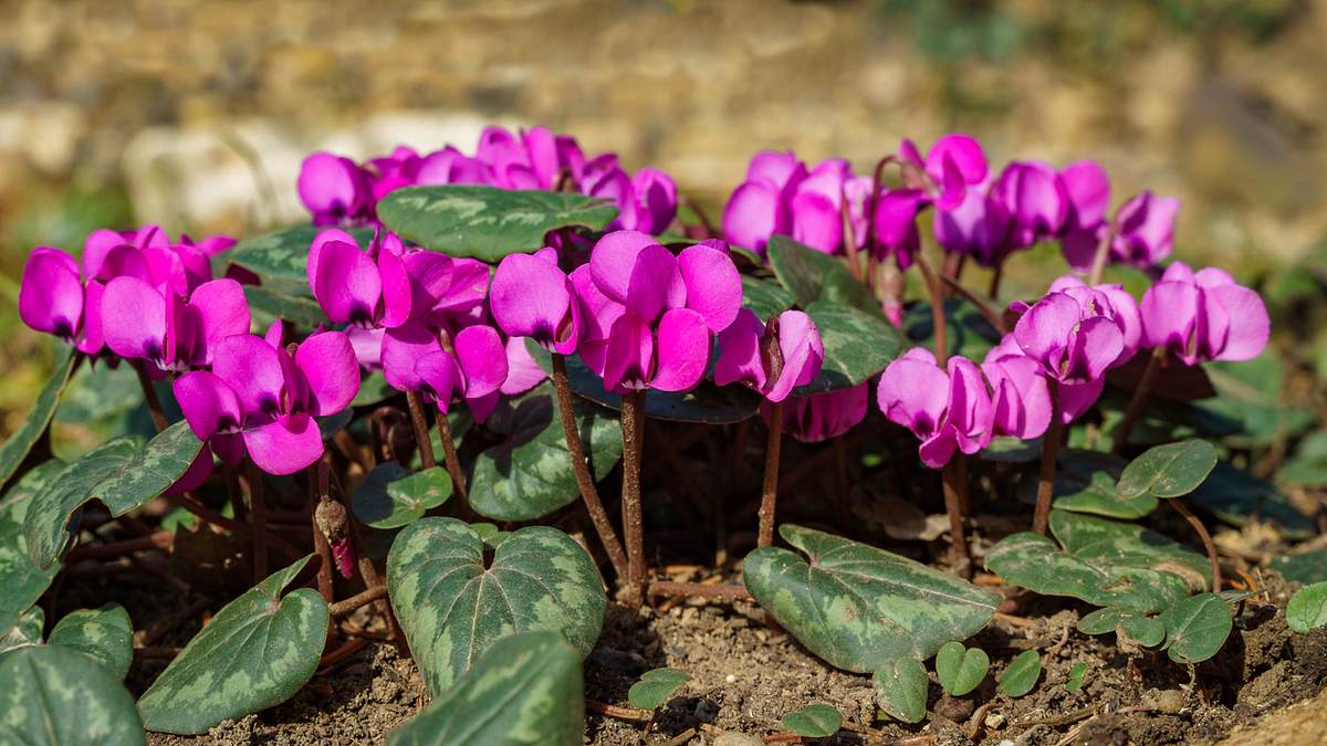 Cyclamen coum