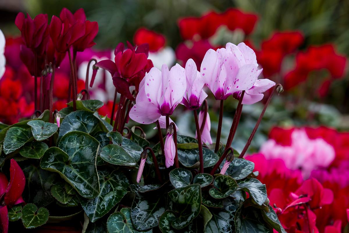 Cyclamen hederifolium