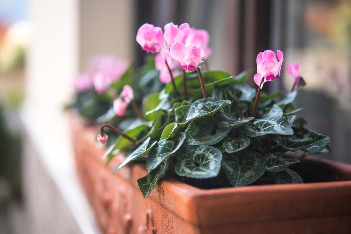 Cyclamen persicum